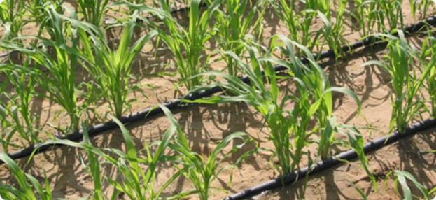 Drip irrigation lines powered by the water pump in some rows of crops