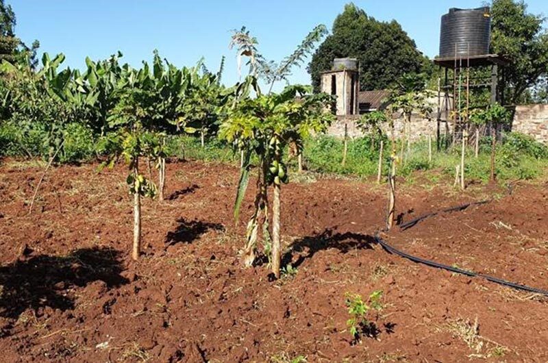 Water pump installed at a farm to irrigate papaya