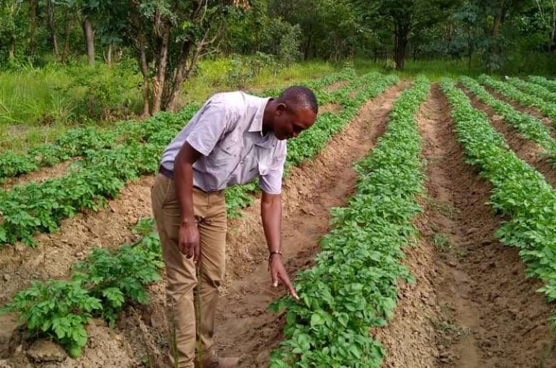 A farmer studies his thriving potato crops now irrigated with an Impact Pump