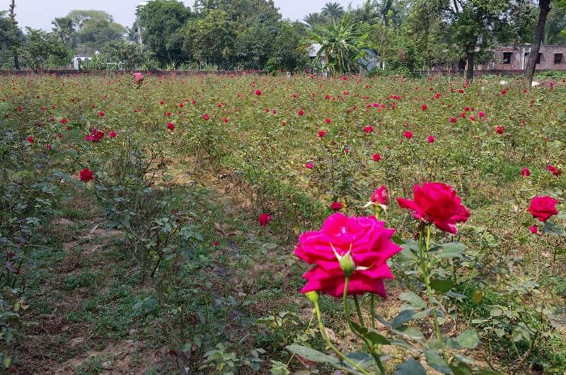 A field of roses in Bangladesh irrigated by an Impact Pump
